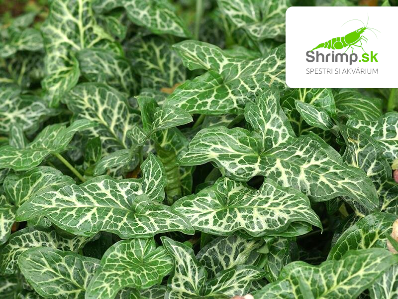 Arum italicum – košík 9x9 cm