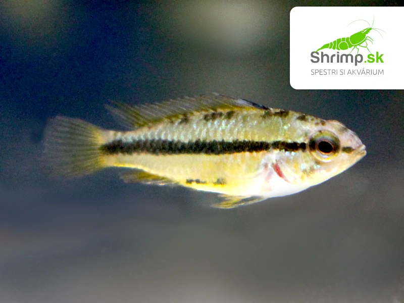 Cichlidka trojpásová - Apistogramma trifasciata