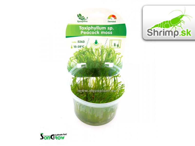Peacock Moss - Taxiphyllum spec. - in vitro 100 ml
