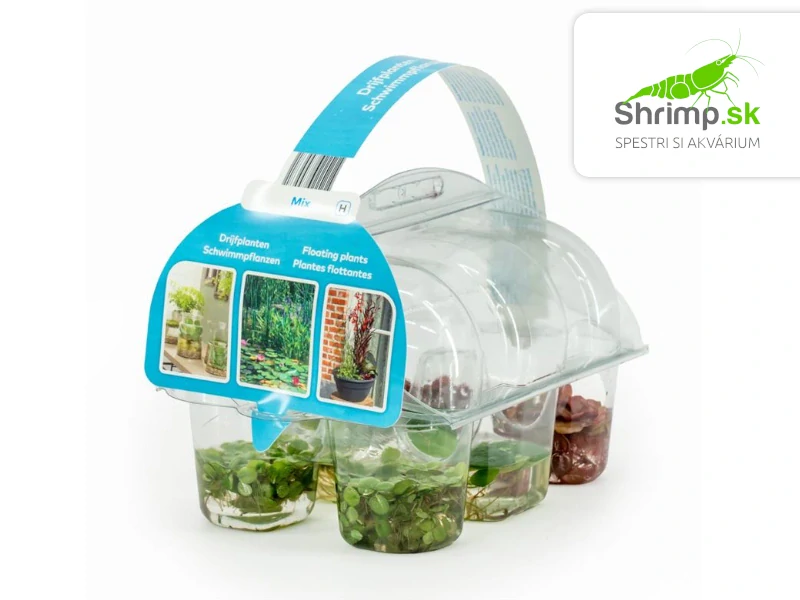 Mix plávajúcich rastlín - 3 druhy (zóna 5)
