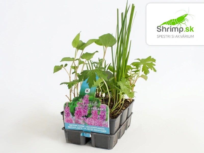 Mix voňavých rastlín – 6 druhov (zóna 1–2)