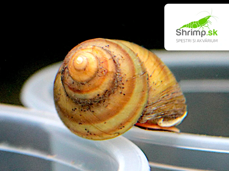 Slimák Močiarka živorodá - Viviparus viviparus