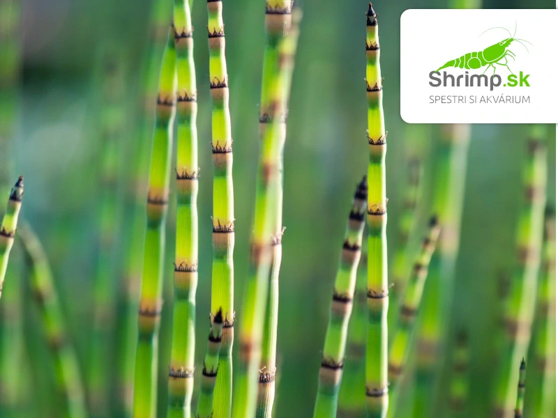 Equisetum japonicum – košík 9x9 cm