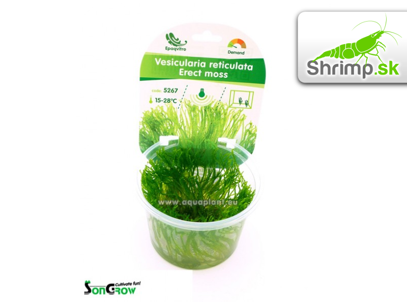 Erect Moss - Vesicularia reticulata - in vitro 100 ml