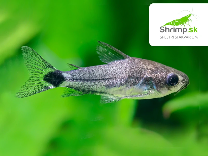 Pancierniček trpasličí - Corydoras hastatus