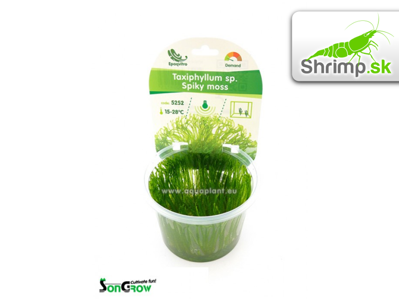 Spiky Moss - Taxiphyllum spec. - in vitro 100 ml