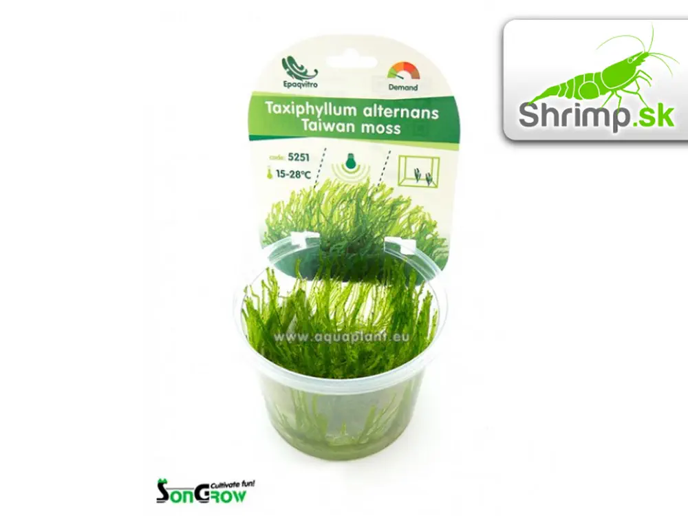 Taiwan Moss - Taxiphyllum alternans - in vitro 100 ml