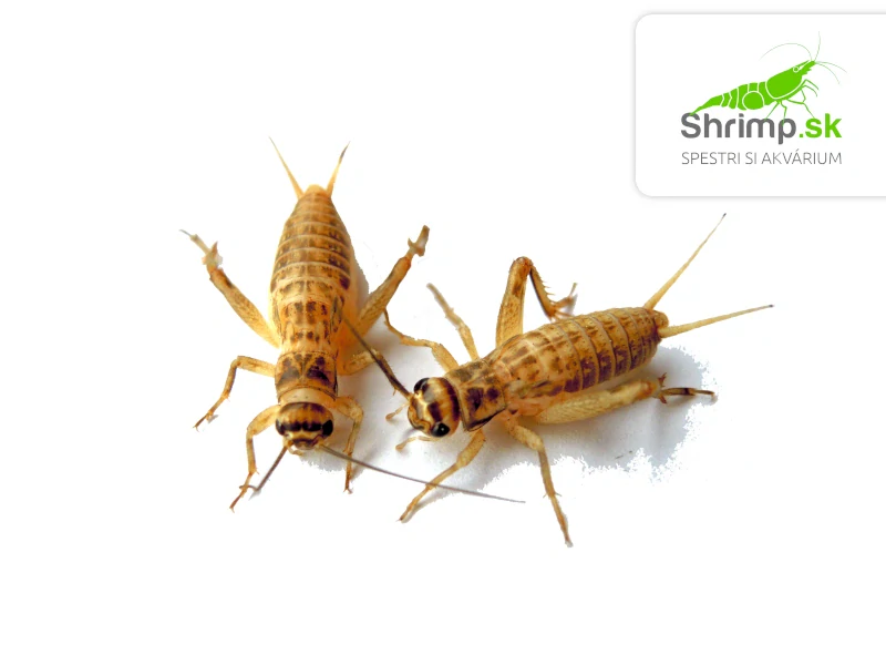 Cvrček domáci (Acheta domestica) M 70 ks – živé krmivo
