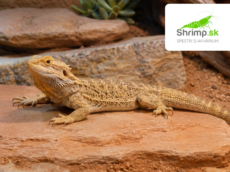 Agama bradatá - Pogona vitticeps