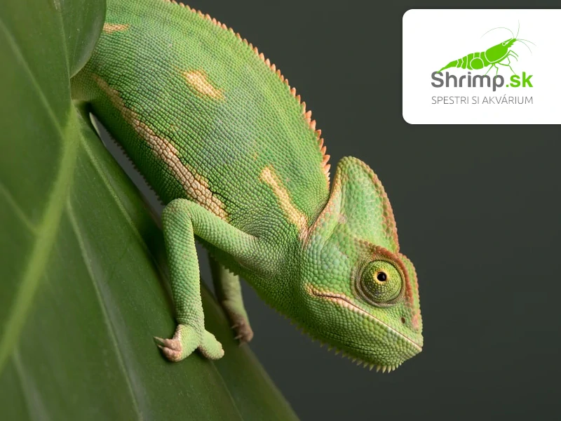 Chameleón jemenský - Chamaeleo calyptratus