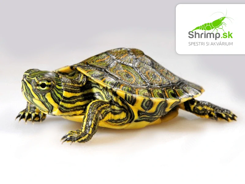 Korytnačka stredoamerická - Trachemys venusta