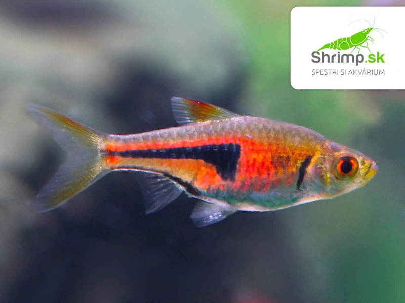 Razbora Espeho (1 cm) - Rasbora espei