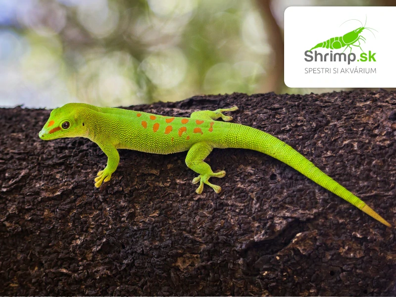 Felzuma madagaskarská - Phelsuma madagascariensis grandis