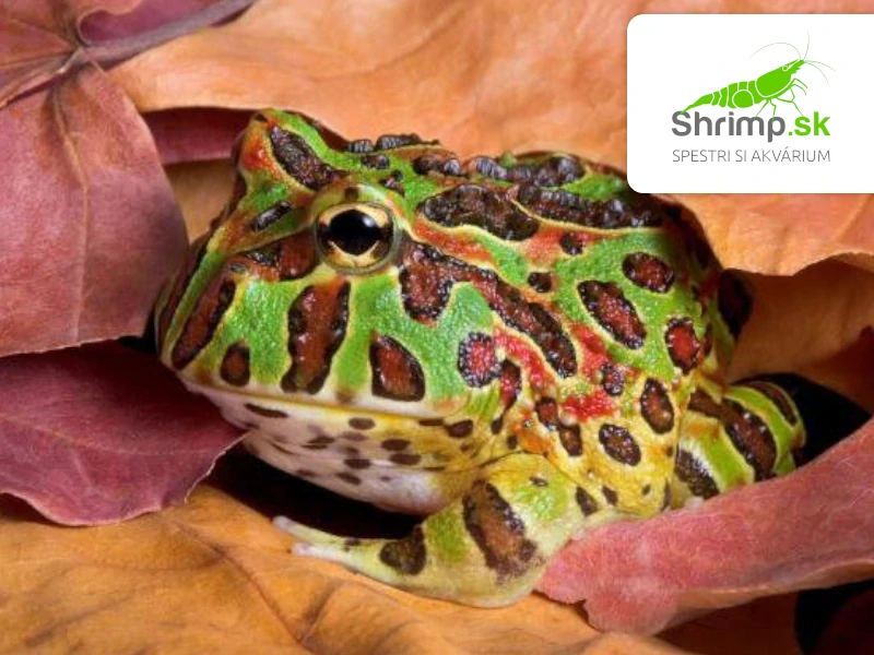 Rohatka Cranwellova - Ceratophrys cranwelli