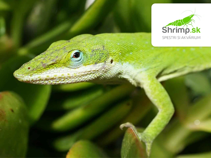 Anolis zelený – Anolis carolinensis