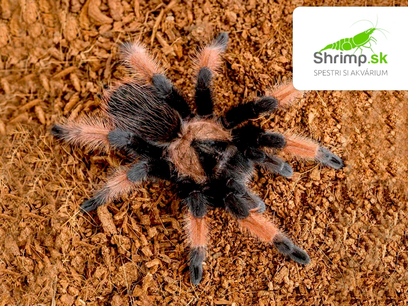 Pavúk Vtáčkar – Brachypelma emilia