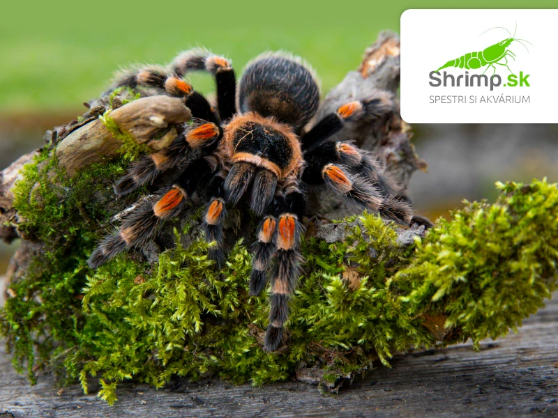 Pavúk Vtáčkar – Brachypelma smithi