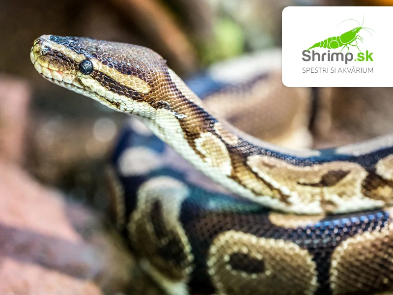 Pytón kráľovský – Python regius