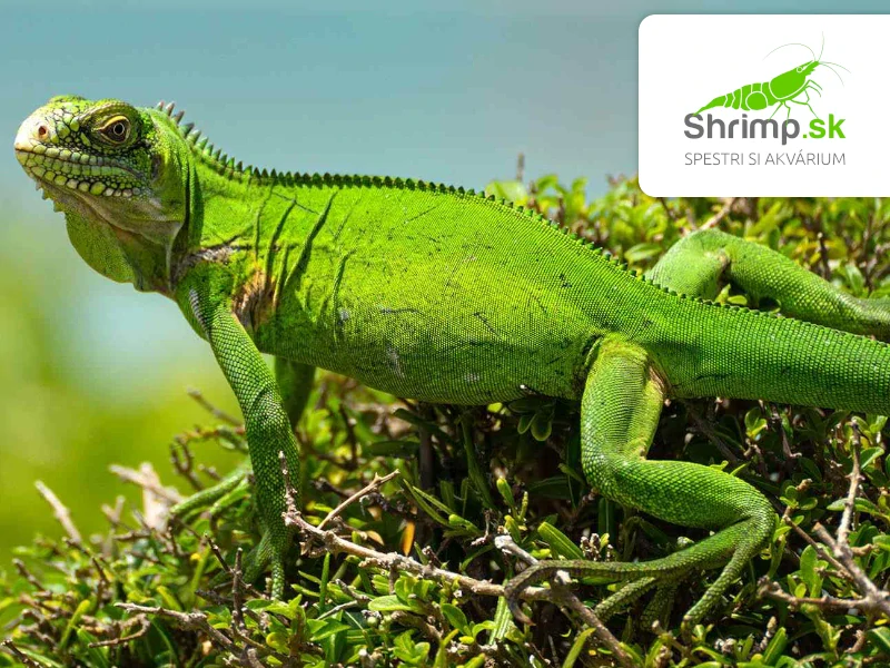 Leguán zelený – Iguana iguana