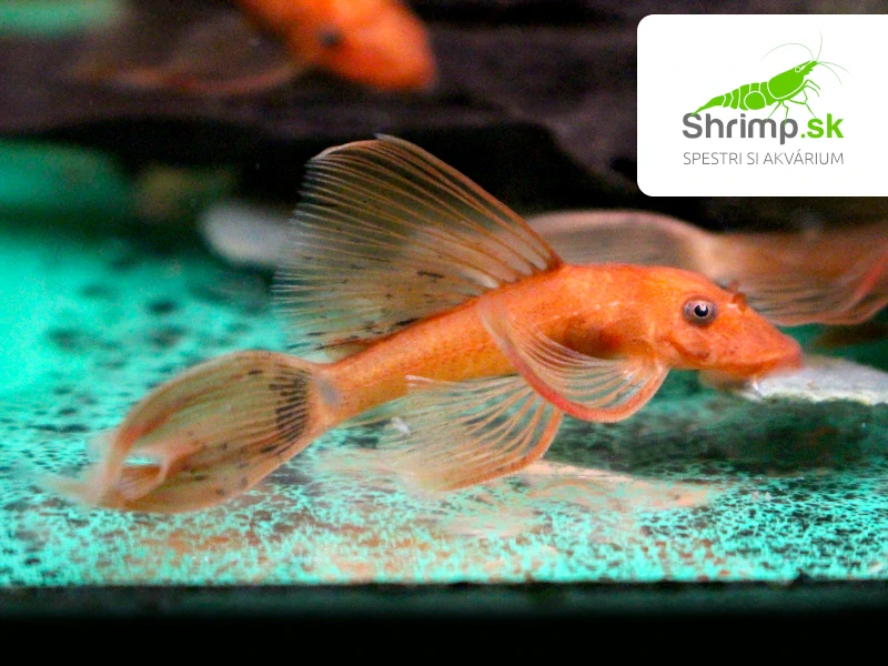 Prísavník Super red Long fin - Ancistrus sp. (Super red Long fin)