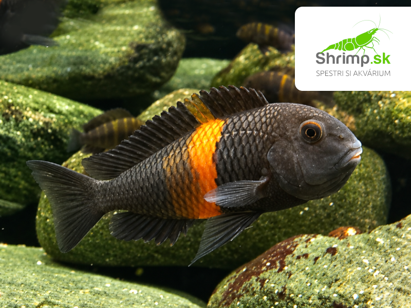 Papuľovec Black "Bemba" - Tropheus sp. black "Bemba"