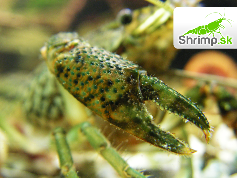 Rak mramorový (Procambarus fallax)