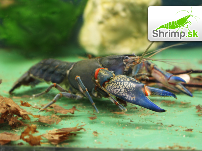 Rak Cherax destructor (6 - 7 cm)