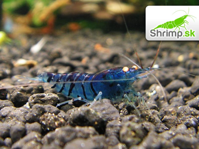 Krevetka Blue Tiger - Caridina mariae
