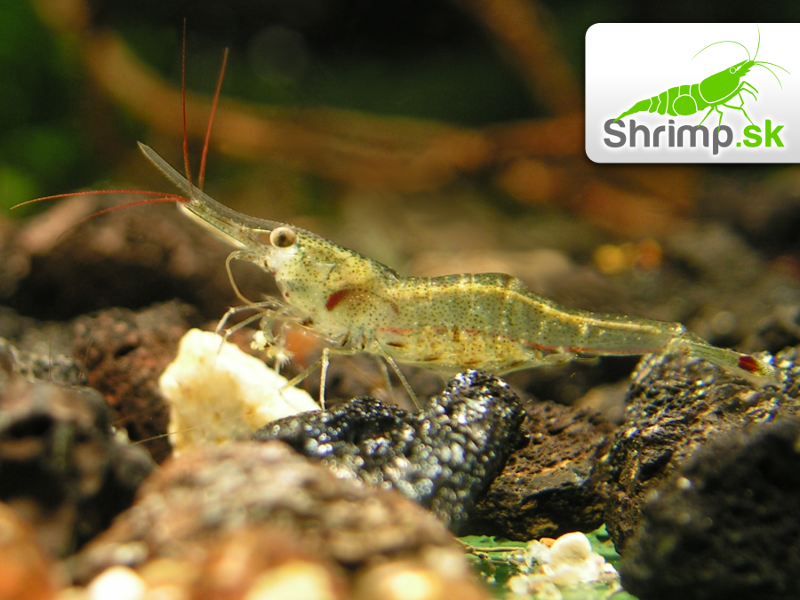 Krevetka Red Morph - Caridina ensifera