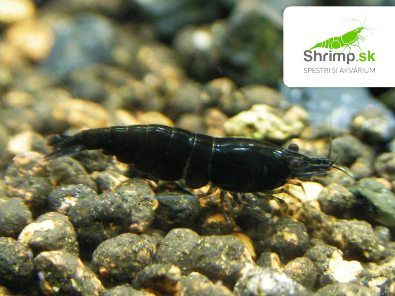 Black rose - Neocaridina davidi