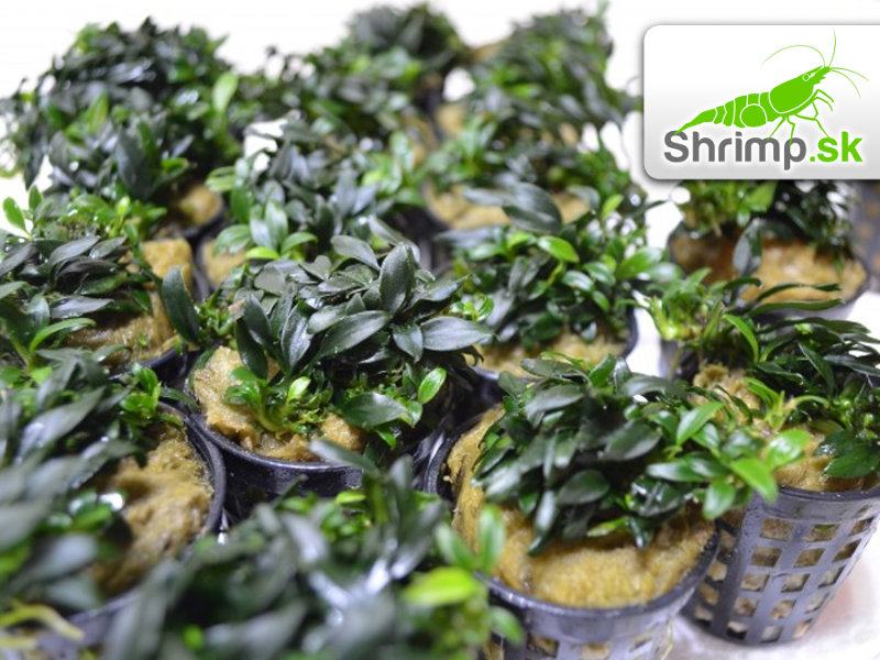 Anubias nana bonsai (micro) - košík