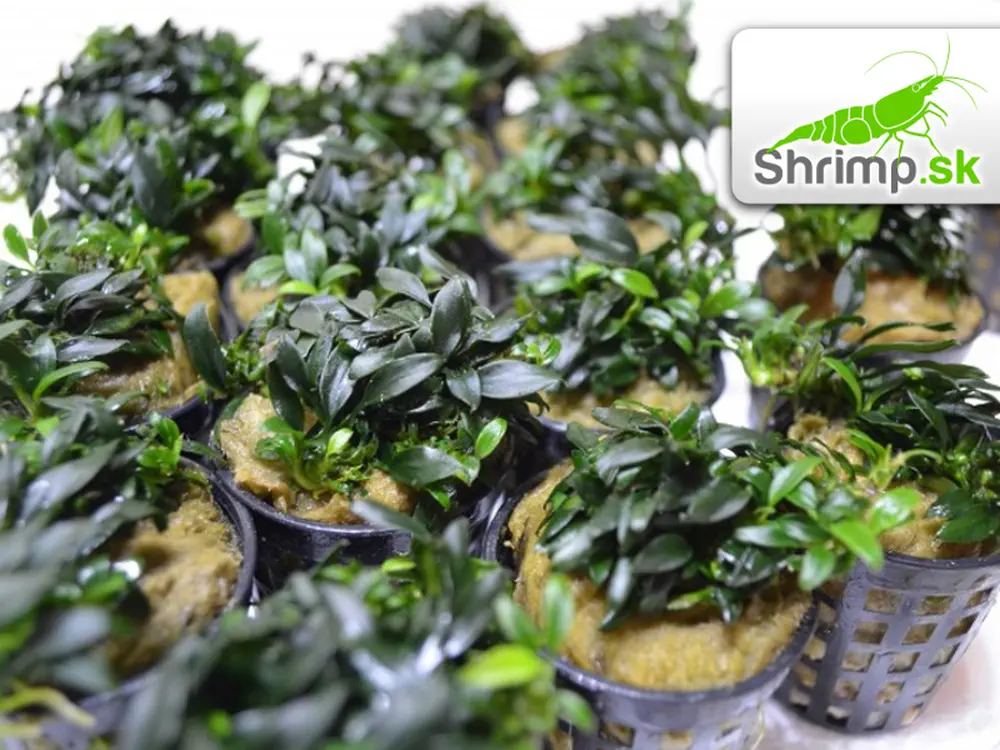 Anubias nana bonsai (micro) - košík