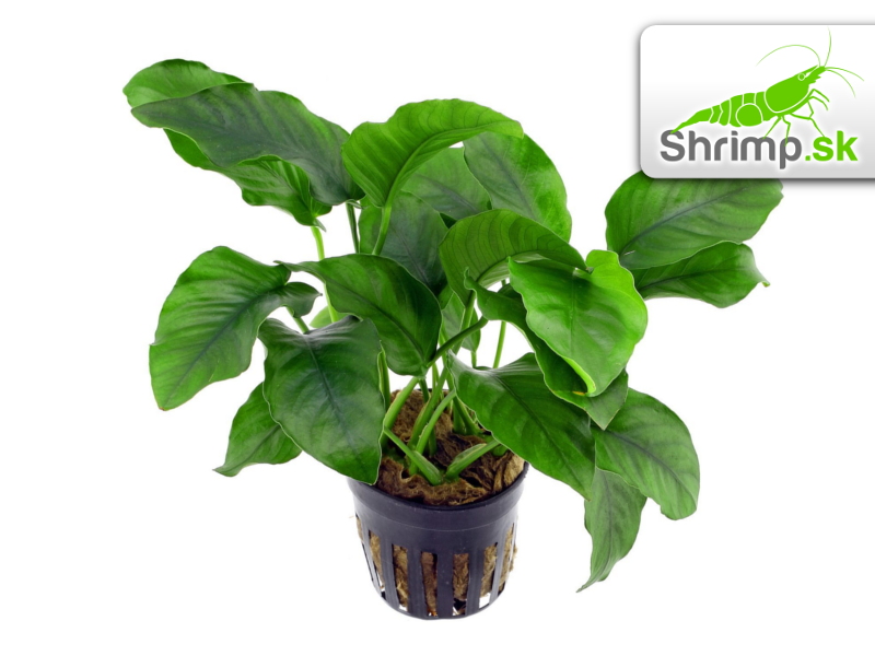 Anubias barteri - košík