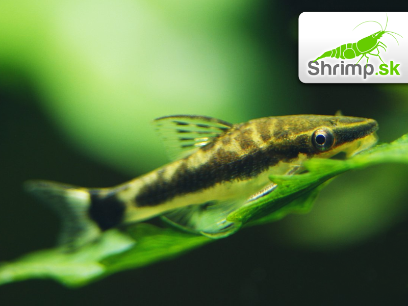 Prísavník jednopruhý - Otocinclus affinis