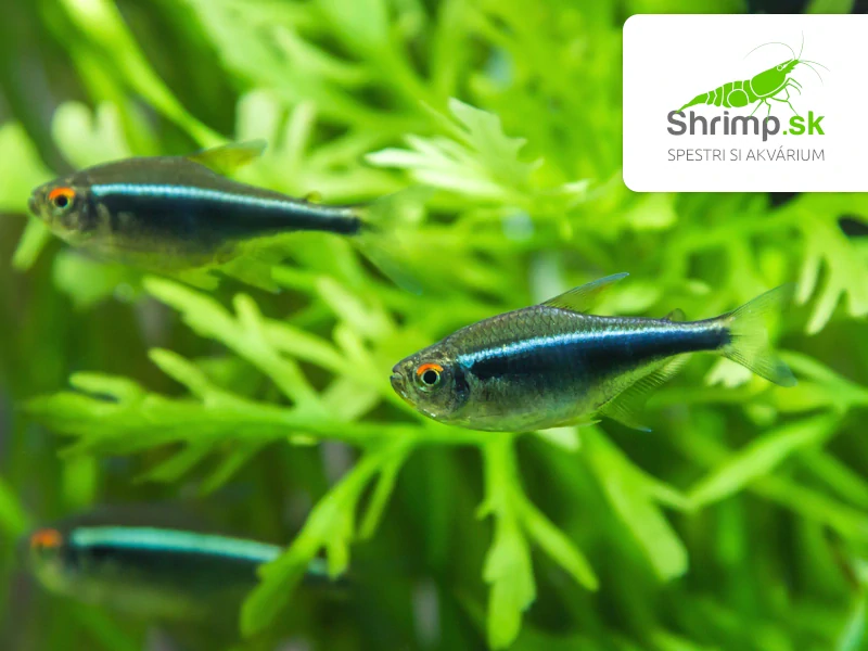 Neonka čierna 20 ks - Hyphessobrycon herbertaxelrodi