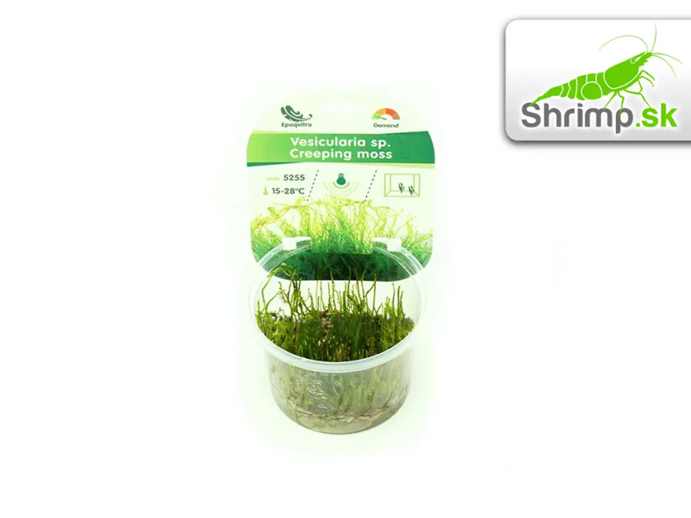 Creeping moss (Vesicularia sp.) - in vitro 100 ml