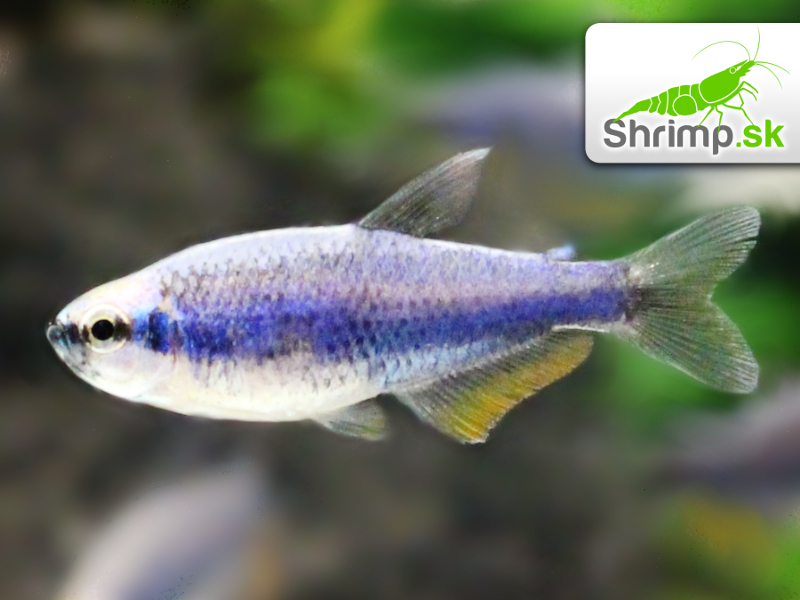Tetra kráľovská Super blue - Inpaichthys kerri