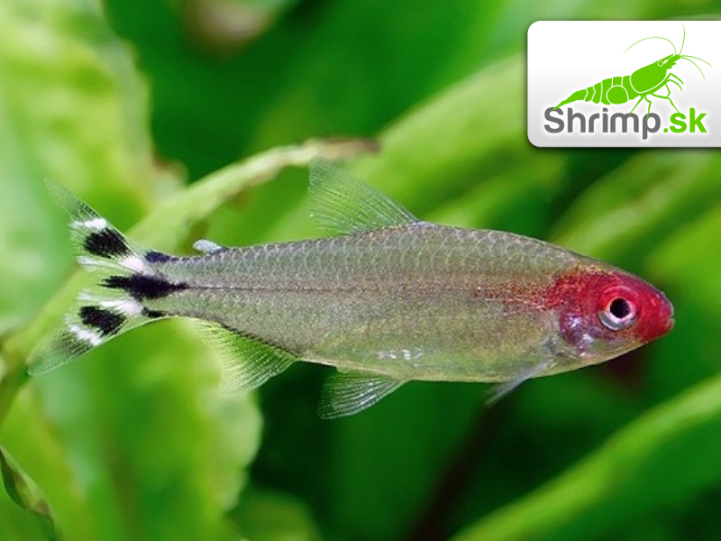 Tetra červenoústa - Hemigrammus rhodostomus