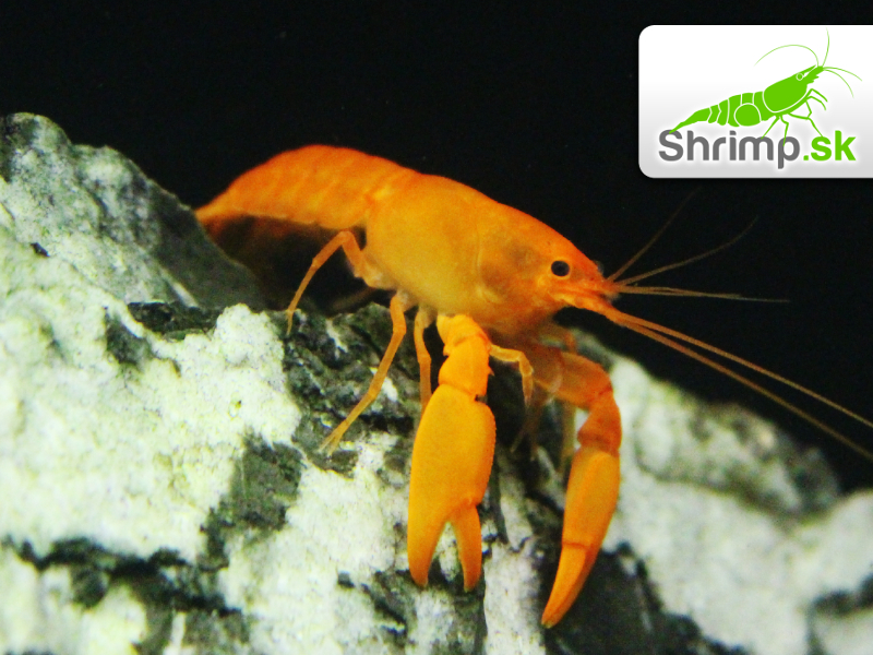Rak Sunshine Apricot - Cherax snowden 