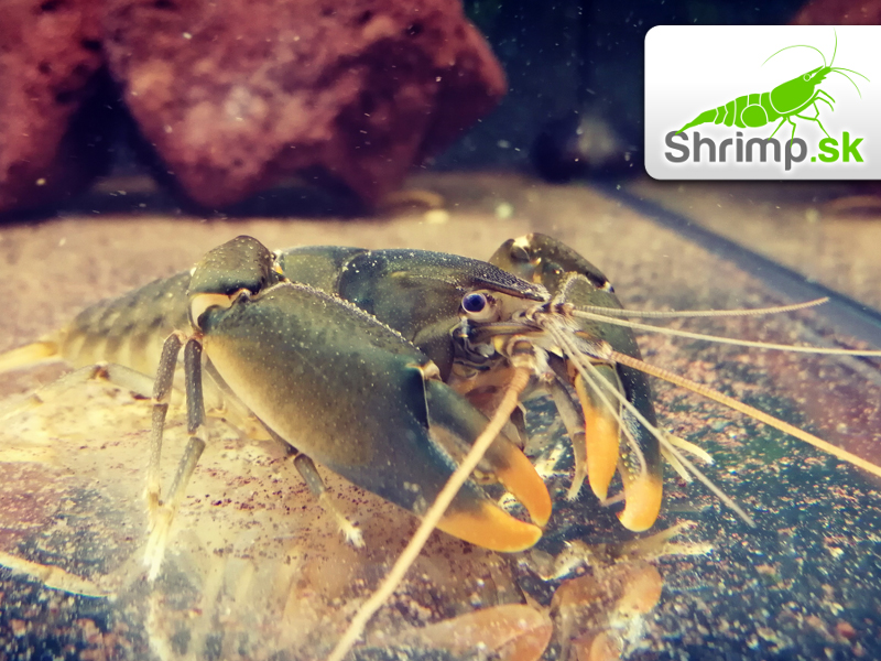 Rak Orange Tip - Cherax snowden - samec