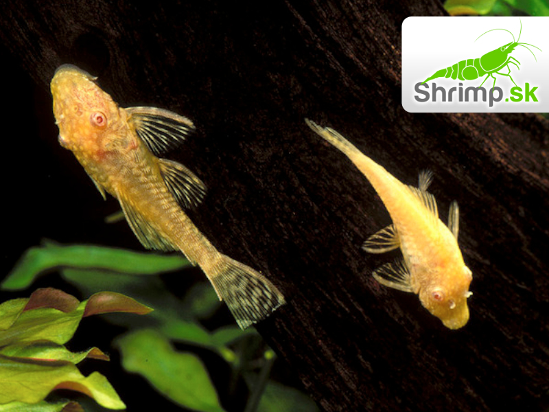 Prísavník zlatý - Ancistrus sp. gold
