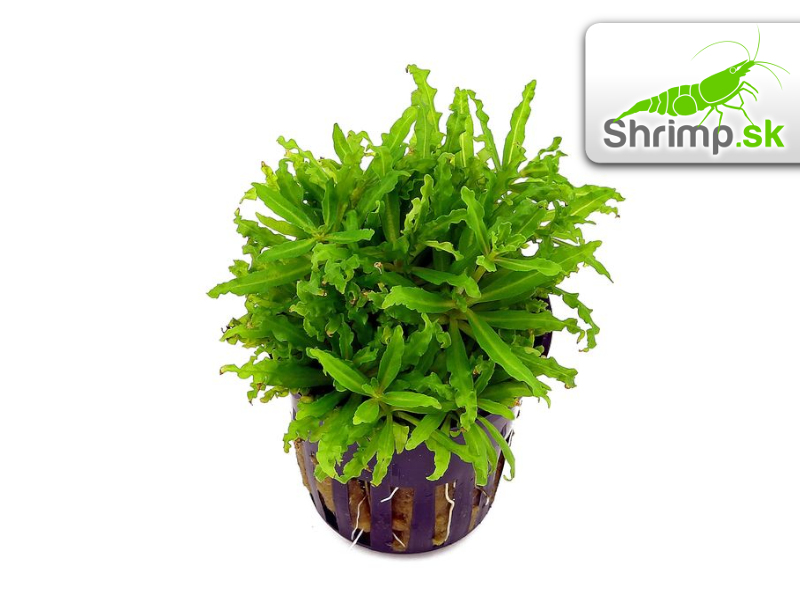 Pogostemon helferi - košík