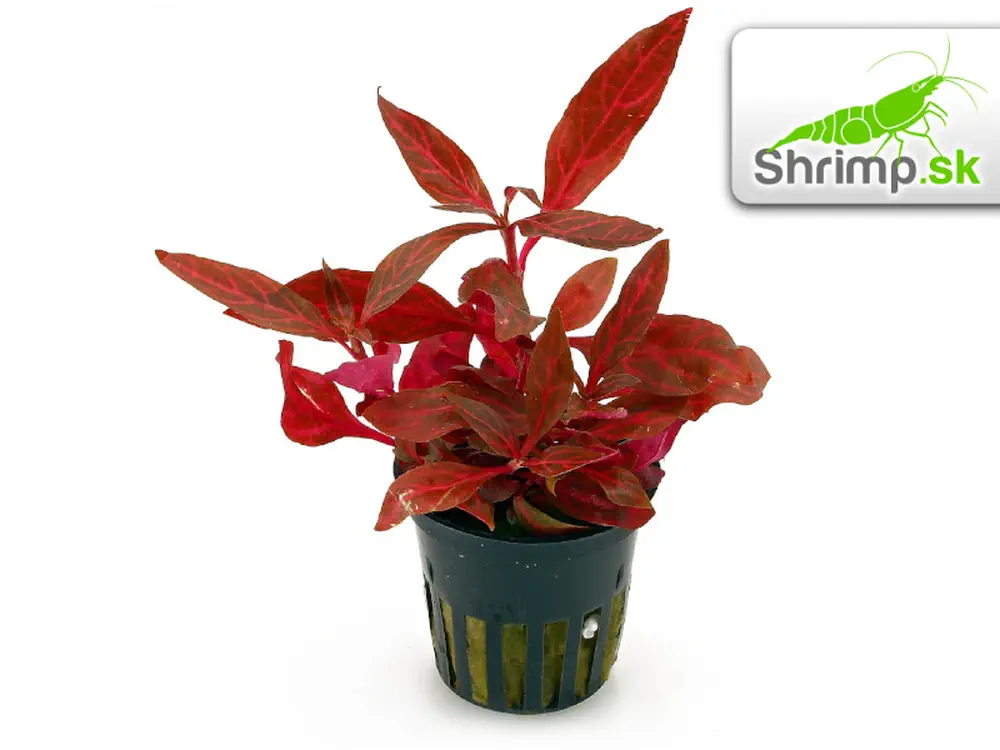 Alternanthera reineckii Rosanervig - košík