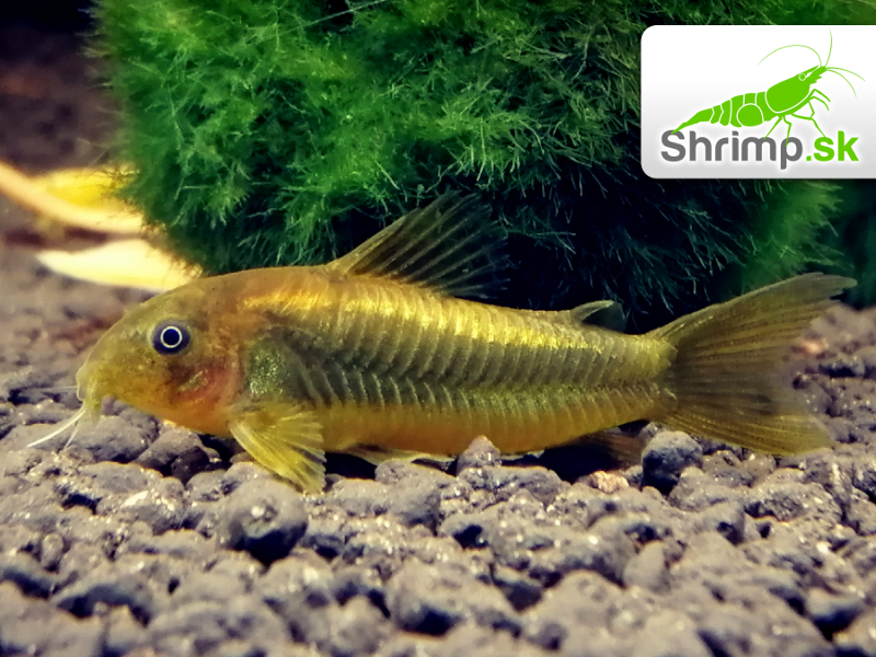Pancierniček Peru gold strip - Corydoras aeneus