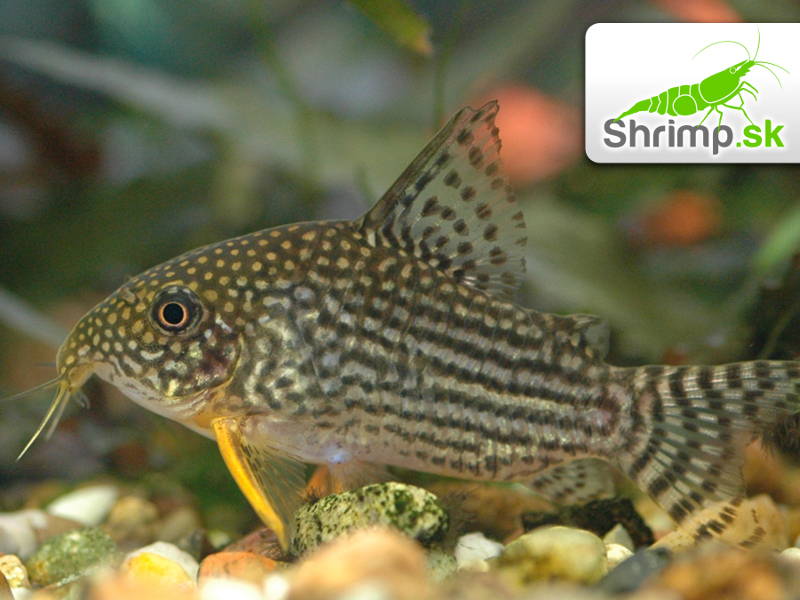 Pancierniček Sterbov - Corydoras sterbai