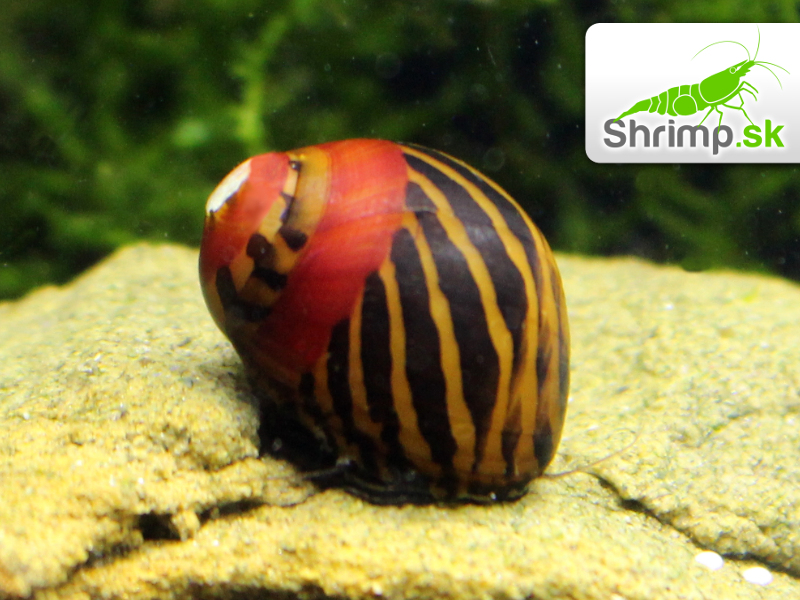 Slimák Neritina waigiensis