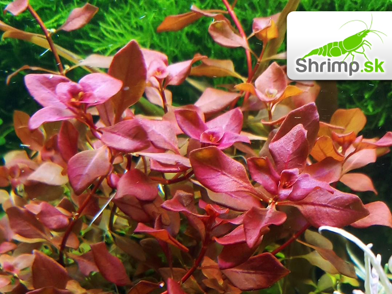 Ludwigia sp. Super Red - košík