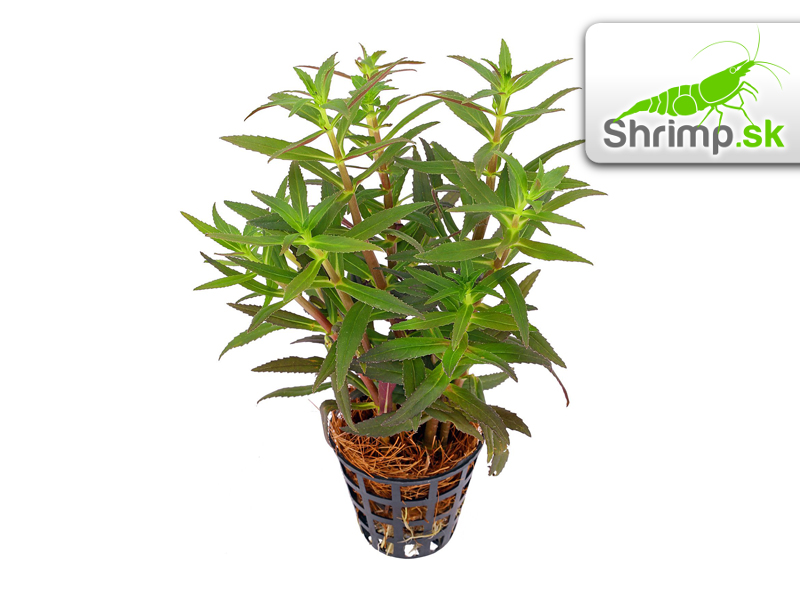 Limnophila aromatica - košík