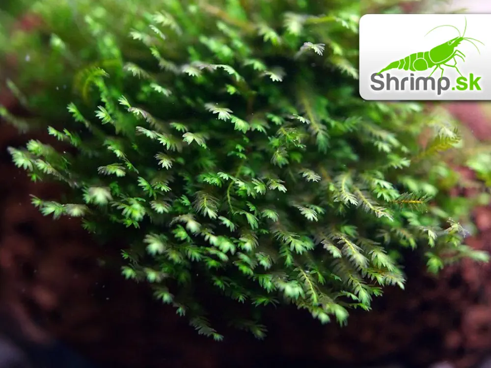 Fissidens Mini - Fissidens nobilis 5 x 5 cm