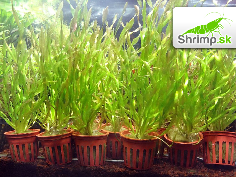 Vallisneria corkscrew - košík